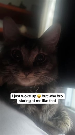 Confused Cat Stares After Wake-Up