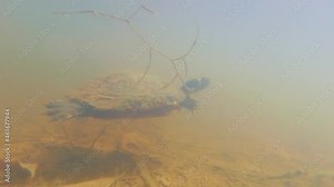 Painted Turtle swims under water and surfaces for air in a shallow murky pond