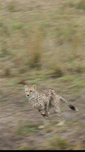 #shadesofwhyte #nature #animals #wild #animal #wildlifephotography #photooftheday #travel #instagood #beautiful #photography #picoftheday #outdoors #adventure #instanature #cute #landscape #naturephotography #art #naturelover #africa #canon #nikon #natgeo #AfricaGeoPhoto #worldphotoorg #Savannalodge #GoWildChallenge #cheetahchase | Savanna Private Game Reserve