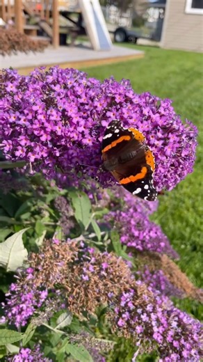 Little Island Plant Lady on Instagram: "This Buddleja davidii, also known as the summer lilac or butterfly bush has certainly lived up to its name this summer and fall! Look at all these beautiful butterflies. Thanks for the recommendation and the super healthy plant @lestersfarmmarket 😍💜"