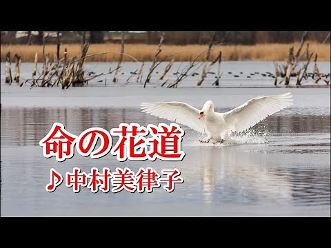 命の花道♪中村美律子
