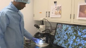 University of Calgary scientists ready to infect thousands of insects with a deadly parasite
