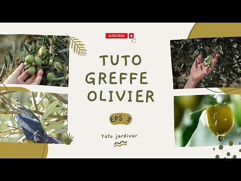 Tuto greffe d'olivier par JARDIVAR en Provence Comment greffer un olivier avec la greffe en écusson.