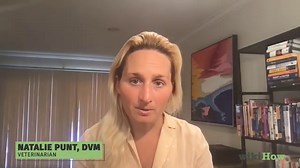 How to Deal with Fleas and Ticks with Newborn Kittens