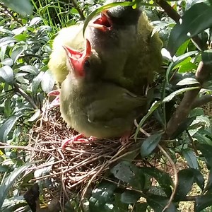 313K views · 9.8K reactions | The whole process of the eagle attacking a nest of birds, with no editing | Million Viewer | Facebook