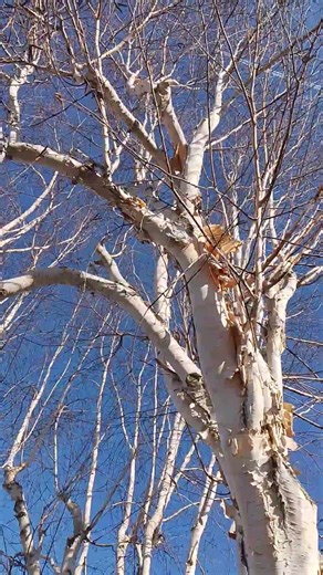 Himalayan Birch #trees