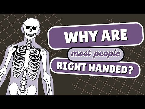 Why did humans become mostly right-handed?