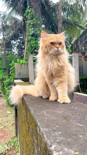 3 Persian Cats, 3 Different Meows 🙀✌️ | Persian Cat Meow Compilation Ever | Cat videos | Cat sound