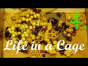 Bumblebees - Life in a Cage: Part 4/10 - 40th day of Breeding - 10 typical Bombus terrestris nests