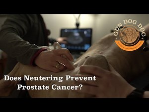 The Tale of Two Prostates — Does Neutering Prevent Prostate Cancer in Dogs?