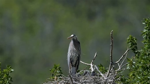 27 reactions | The great blue heron nest with the sound of the river and a peregrine falcon in the background. The falcon are nesting in the rocks above the heron. | Wildlife throughhopeseyes. | Facebook