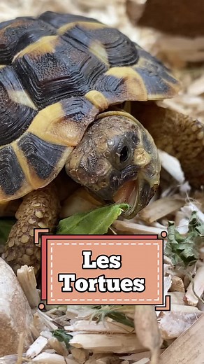 Construire un parc idéal pour les tortues