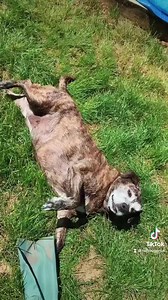 11K views · 1.5K reactions | I miss you so much my big girl. My Roo 李 . Song by Mandi Fisher ABCDEFU HEAVEN VERSION | Ladybug Art | Facebook