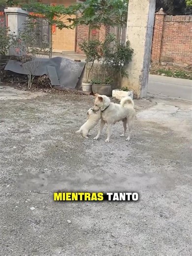 Half a month later, the mother dog went to visit her adopted puppy🐶❤️#dog #love #shorts