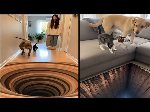 Pets React to the Most Mind-Blowing Optical Illusion Floors 😂 | Funny Animals Compilation