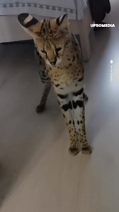 21K views · 1.7K reactions | A stoic domestic serval cat manages to calm a furious and mistrustful dog | The Kiwi | Facebook