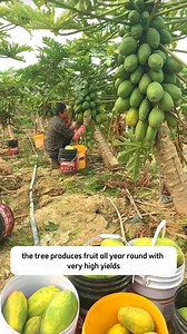 Dwarf Papaya Red Lady Live Tree Plant | SRK