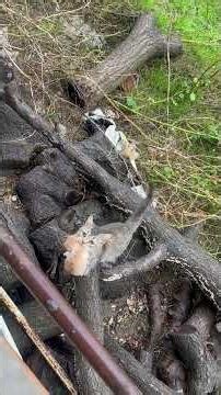 Mother Cat Carries Newborn Kitten Home Through the Window