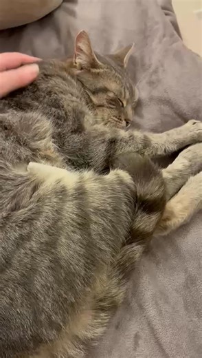 Sos Jessie recherche un nouvel accueil. Elle a été placée il y a 2 j mais sa famille d'accueil doit partir pour des raisons familiales. Pourtant Le placement en famille d'accueil se passe très bien pour Jessie. | Association PFDUA