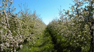 The blooming apple trees in a garden in 4K