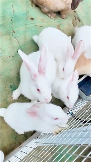 CLOSE-UP VIEW OF FEEDING BABY RABBITS #veve #zino #rabbit