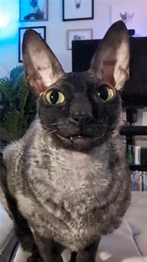 Ready or not? Here... We... Dance! 💀🎃💀 #cat #cats #halloween #davidspumpkins #snl #clubmeatbird #pixelandsophie #happyhalloween #catsoftiktok #catsofinstagram #catsoffacebook #kitty #ilovemycat #ilovemycats #CatLovers #catloversclub #catlover #cornishrex #cornishrexcat #cornishrexcats #rescuecat #tuxedocat #smile | Pixel & Sophie