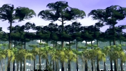 Rainforest structure - layering