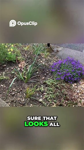 Garden Transformation - Summer Blooms & Dahlia Planting #shorts #youtubeshorts #gardeningshorts