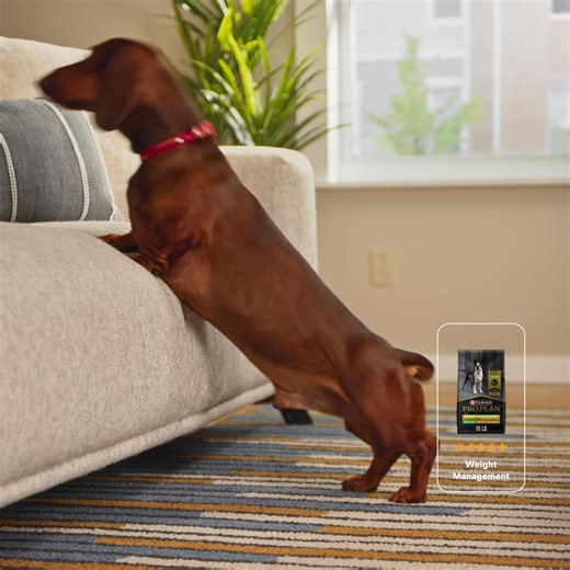 With Chewy, get your dog's mealtime match delivered fast. Any need for any breed at a price you'll love. | Chewy