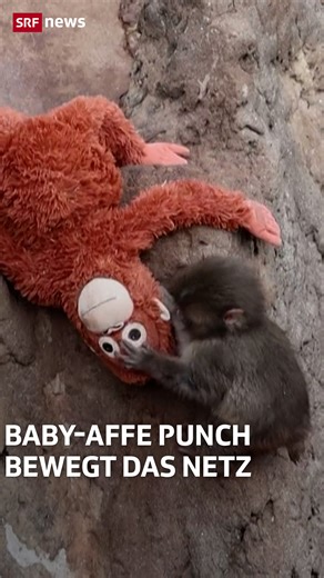Online berührt das Schicksal des Baby-Affen Punch, der sich an ein Plüschtier klammert. Er wurde von seiner Mutter nach der Geburt verstossen und geht nun mit seinem neuen Freund, einem Ikea-Affen, auf Social Media viral. Punch wurde inzwischen in eine Herde von anderen japanischen Makaken eingegliedert. 🐵🐵🐵 Für Ikea, das Unternehmen hinter Punchs plüschigem Freund, wird die herzerweichende Geschichte nun zum unerwarteten Marketing-Coup. Ikea Spanien nutzt die emotionale Geschichte von Punch 