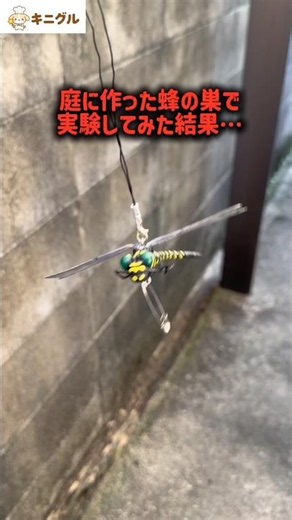 [Shocking Conclusion] I tested the viral Oniyanma-kun insect repellent on a real beehive and the ...