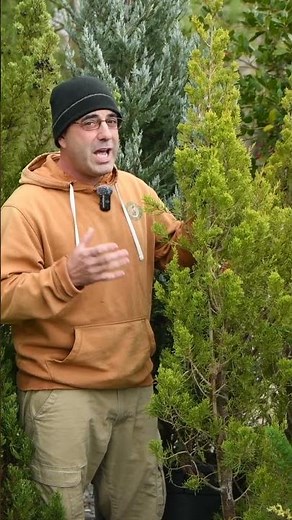 Upright Junipers: The Perfect Evergreen Screen in a Variety of Colors, Sizes and Shapes!