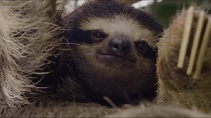 768 reactions · 33 shares | Explore the mystery of the rainforest at our brand new exhibit, the Cloud Forest Trek, and see unique animals from all over the world. | The Dallas World Aquarium | Facebook