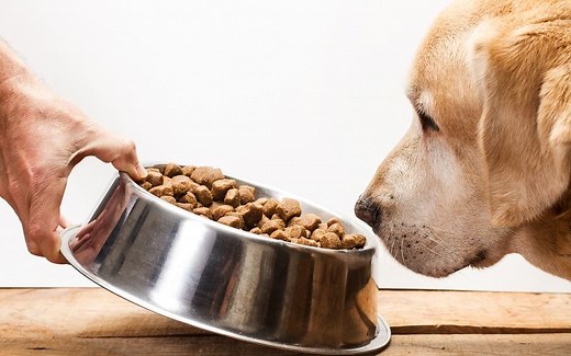 How to Get Your Dog to Eat Dog Food Again? (10 Easy Ways)