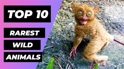 9.3K views · 146 reactions | Top 10 Rarest Animals In The Wild | 1...