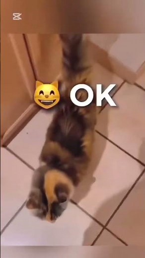 HELLOO #funny #cat #cute #animals #foryou #shortvideo #cuteanimals
