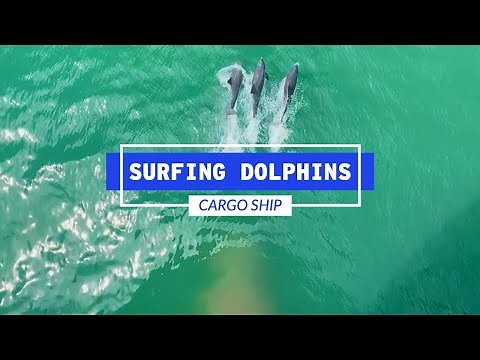 Dolphins Surfing The Bow Wave Of A Cargo Ship | Life At Sea