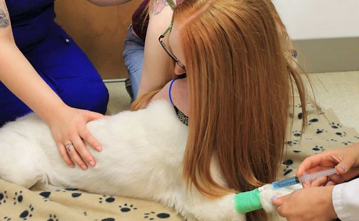 When To Put A Dog Down: 6 Gut-Wrenching Signs It's Time To Say Goodbye - Canine Journal