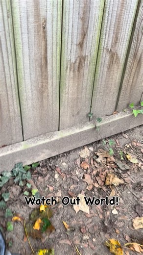 GSP on the move! . . . #eastcoastbirddogs #gspofinstagram #gsp_corner #Gspuniverse #gspcommunity #projectupland #uplandhunting #uplandbirddogs #birddogsofnj #gspcommunity #gundogsofinstagram #gundogoftheday #mygundog #gspoftheday #gsp #dog #birddogoftheday #birddogsofinstagram #akcdog #fielddoglife #gundogcentral #pointingdogs #GSPoftheday #mygundog #pup #puppy #puppiesofinstagram #puppylove #gsppuppy #gsppuppylife #autumn | East Coast Bird Dogs