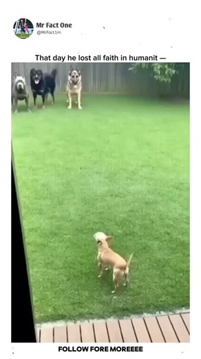 Please Follow 🙏 on Instagram: "日本利用压电瓷砖将脚步转化为电能。这些瓷砖捕捉来自你脚步的动能。当你行走时，你的重量和动作会对瓷砖产生压力。瓷砖会轻微弯曲，从而产生机械应力。瓷砖内部的压电材料将这种应力转化为电能。每一步都会产生少量电荷，而数百万步结合在一起就能产生足够的电力来驱动 LED 灯、数字显示屏和传感器。在像涩谷车站这样繁忙的地方，每天大约有 240 万个脚步为这一系统作出贡献。这些电能可以被储存或立即使用，从而减少对传统电力来源的依赖，并支持可持续的城市基础设施。这种方法将日常运动转化为实用的可再生能源 #日本 #知识 #事实 #你知道吗 #推荐 #科技 #创新 #历史 #技术 #实验 #热门 日本利用压电瓷砖将脚步转化为电能。这些瓷砖捕捉来自你脚步的动能。当你行走时，你的重量和动作会对瓷砖产生压力。瓷砖会轻微弯曲，从而产生机械应力。瓷砖内部的压电材料将这种应力转化为电能。每一步都会产生少量电荷，而数百万步结合在一起就能产生足够的电力来驱动 LED 灯、数字显示屏和传感器。在像涩谷车站这样繁忙的地方，每天大约有 240 万个脚步为这一系统作出