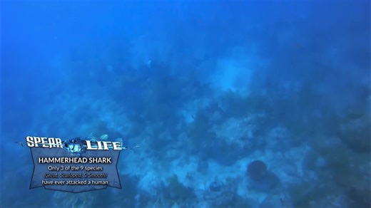 While the boys were busy “playing” with a shark, Gary was down there putting fish on the stringer. 😂🤿🐟 #SpearLife #Spearfishing #SharkEncounter #Freediving #UnderwaterHunting