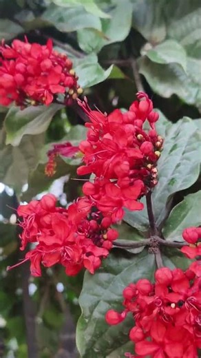 Clerodendrum Splendons Blooming #shortsviral