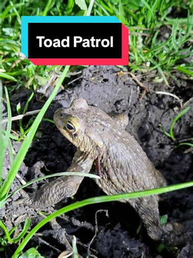 Toad Patrol 💚🐸 #toad #toads #toadpatrol #overwyreandstanahtoadpatrols #natureandwildlife