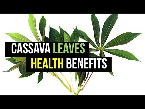 Health benefits of cassava leaves