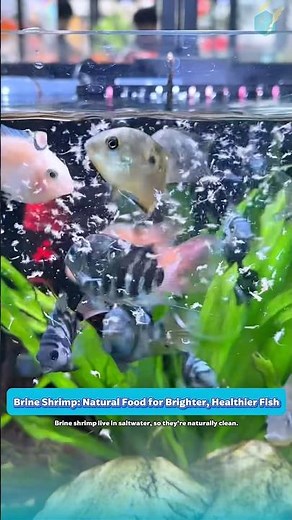 Brine Shrimp: Natural Food for Brighter, Healthier Fish
