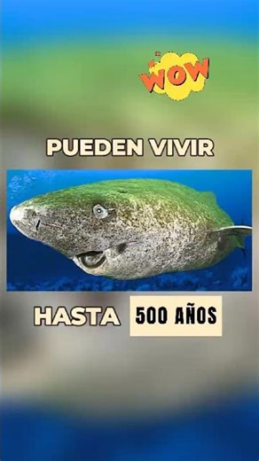 The ANIMAL that lives the LONGEST ⏳