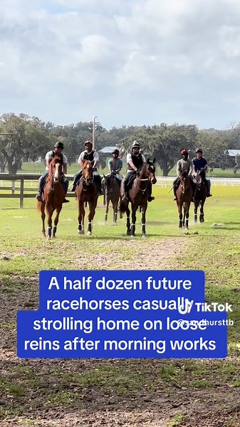 We really do like this little life 💙💛 All of our horses benefit from the warm up walk to the track and the cooldown walk back home from it. They all know how to do it calmly and confidently, even with a wide variety of spooky wildlife, the unpredictable central Florida weather, and an occasional attack pony sneaking up on them. We find it very important to make sure our graduates are prepared for life, not just for running! 🥰 #futureracehorsesofamerica #horse #horsesoftiktok #horsetok #fyp #f