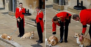 Saiba como estão os cachorros da rainha Elizabeth II 7 meses após morte da monarca