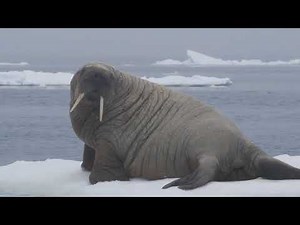 Walrus Encounter in the High Arctic | Arctic Kingdom