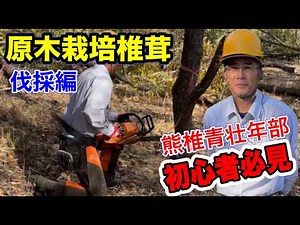 しいたけ【原木しいたけ栽培方法】＃１ 伐採編 熊本県椎茸農業協同組合（青壮年部）栽培工程 ＃原木栽培 ＃しいたけ ＃椎茸